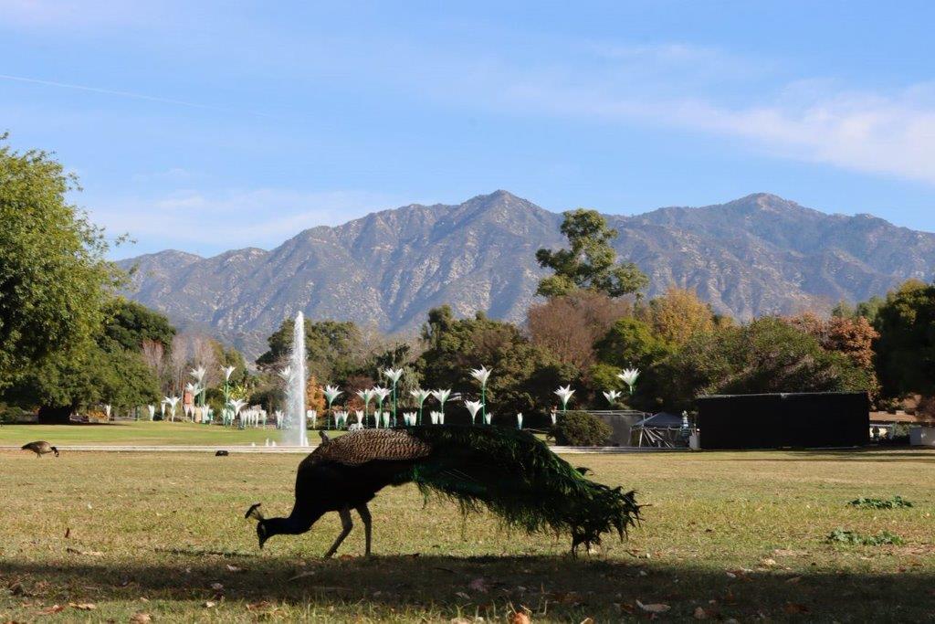 A peacock in a park

Description automatically generated