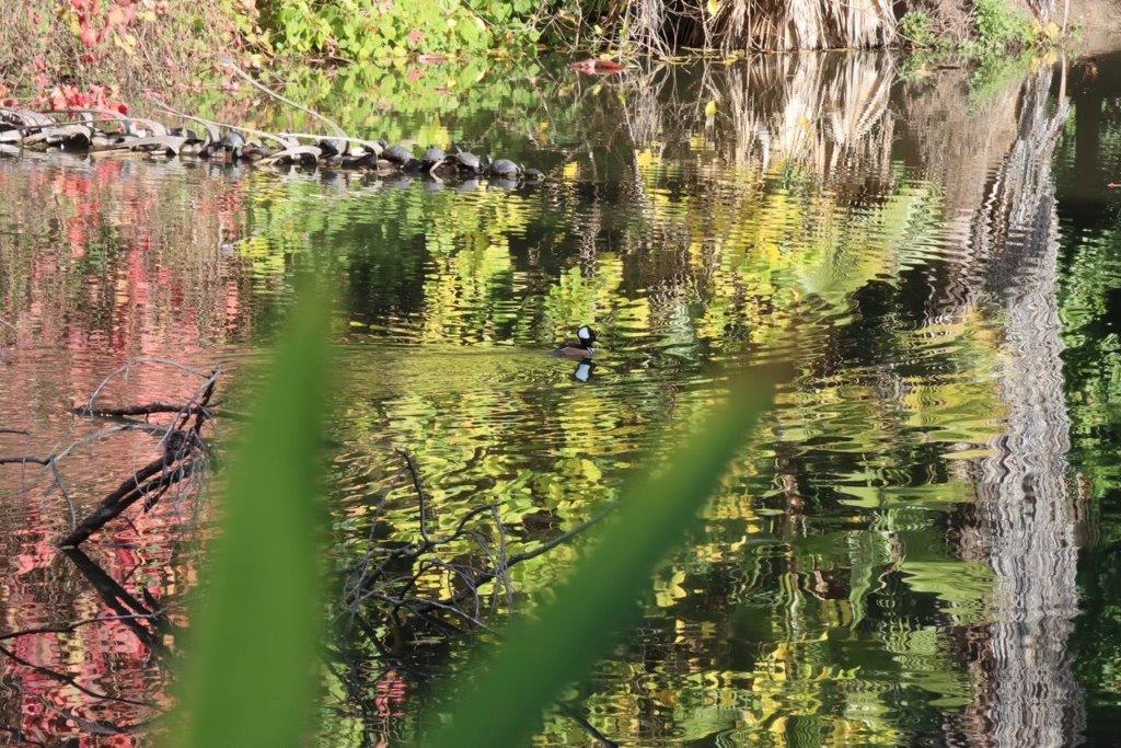 A duck swimming in a pond

Description automatically generated