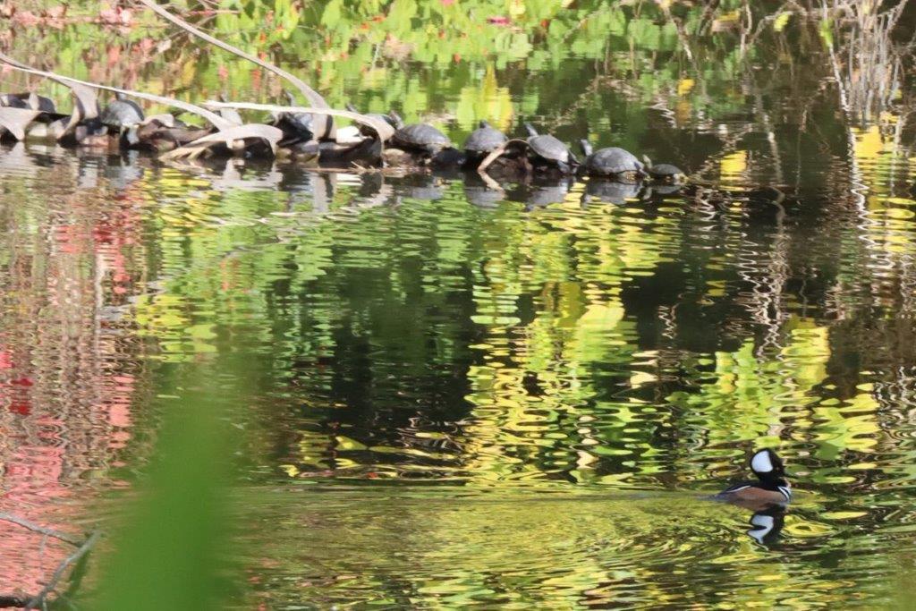 A group of turtles on a log in the water

Description automatically generated
