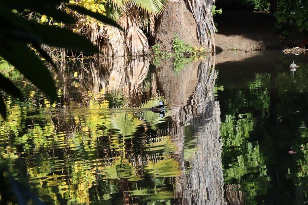 A reflection of a tree in the water

Description automatically generated