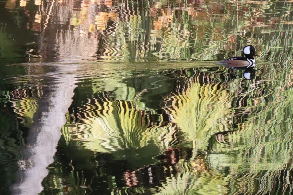 A duck swimming in the water

Description automatically generated