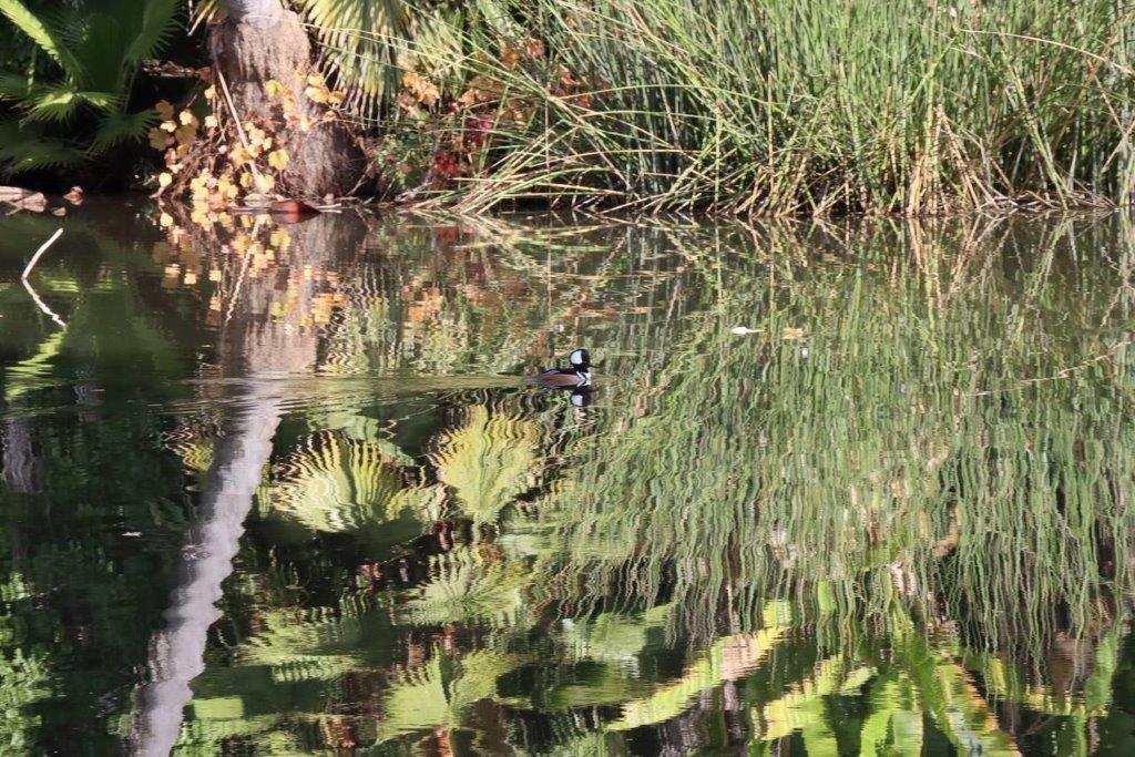 A duck swimming in a pond

Description automatically generated