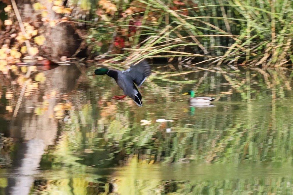 A duck flying over water

Description automatically generated