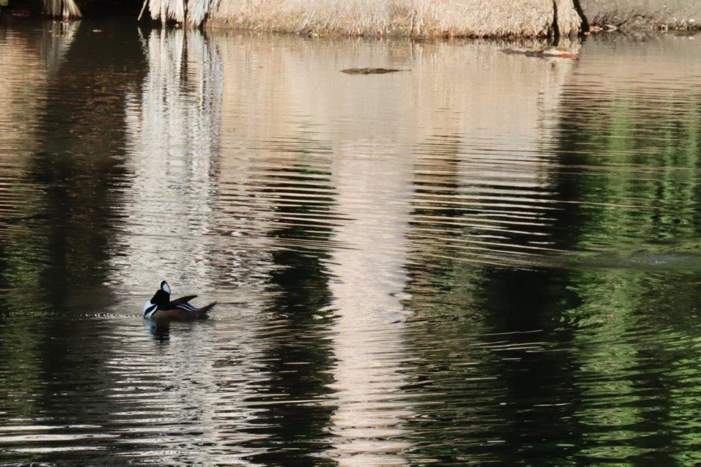 A duck swimming in a lake

Description automatically generated