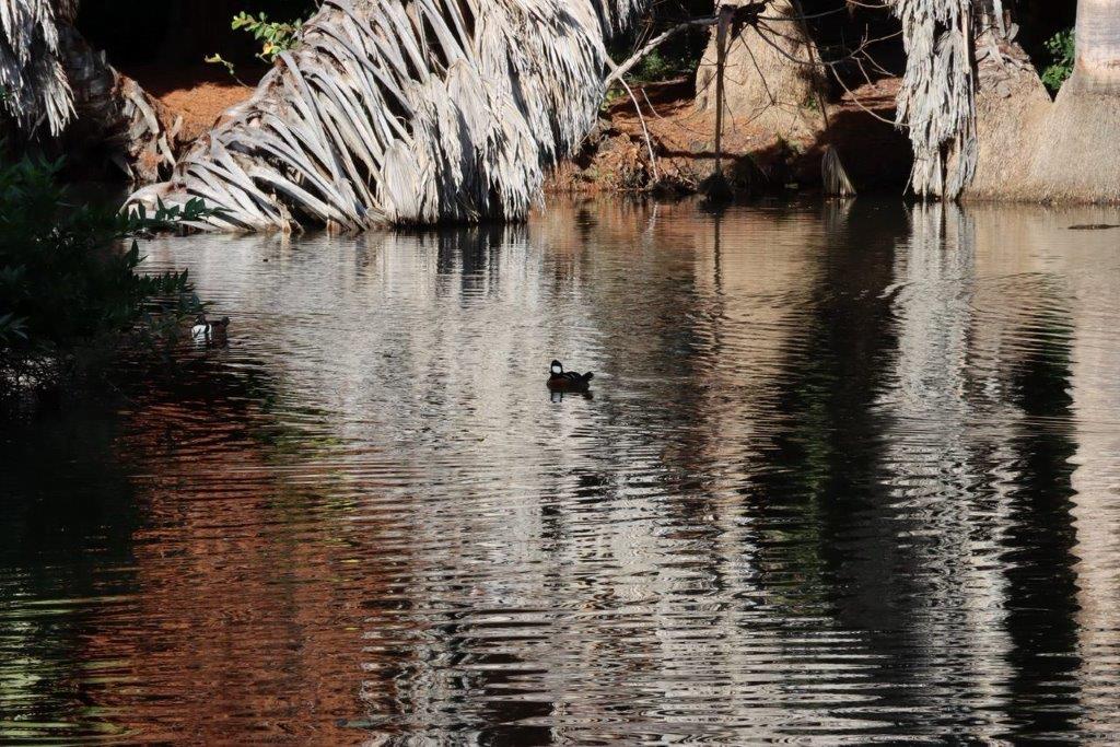 A duck swimming in a lake

Description automatically generated