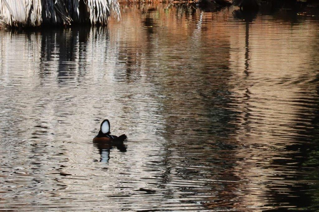 A duck swimming in a lake

Description automatically generated