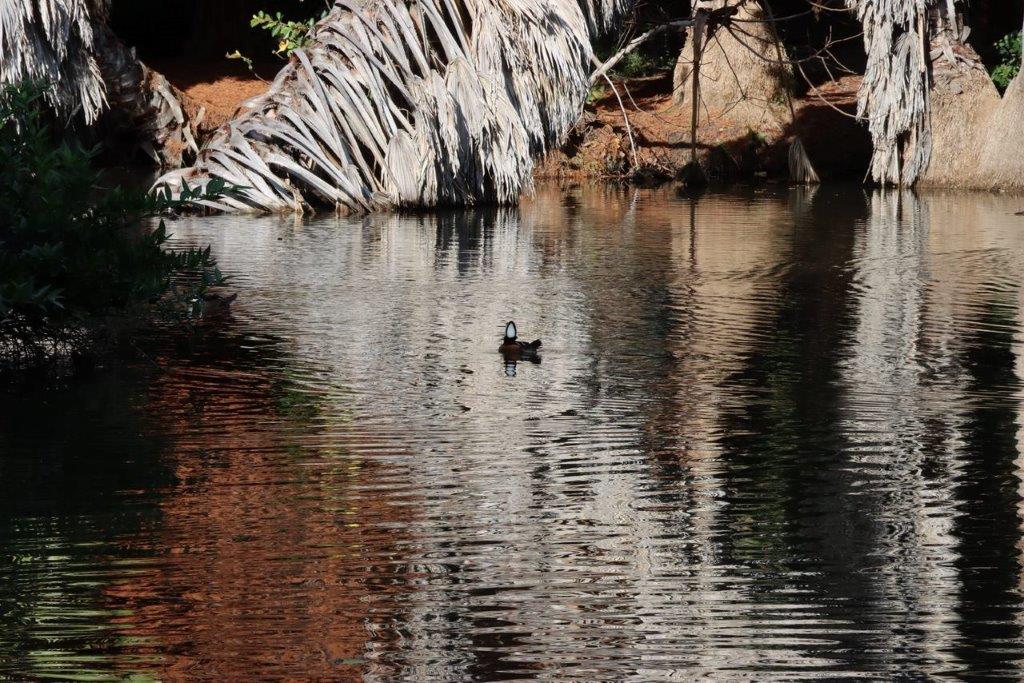 A duck swimming in a pond

Description automatically generated