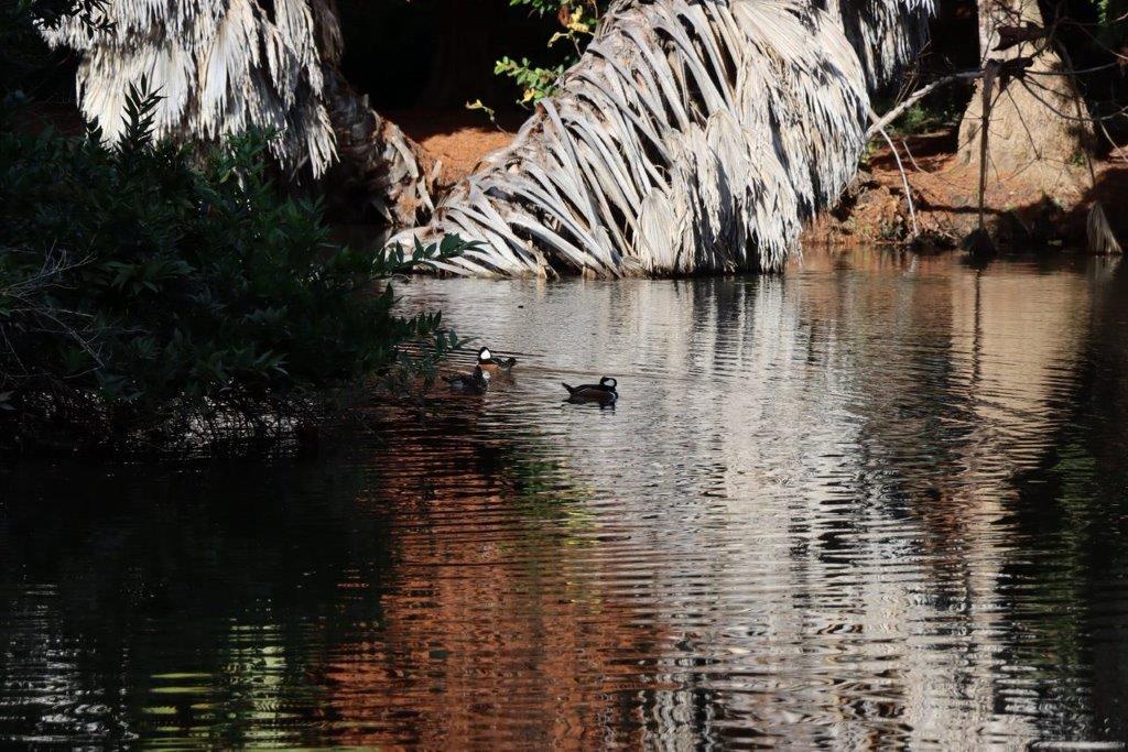 Ducks swimming in a pond

Description automatically generated
