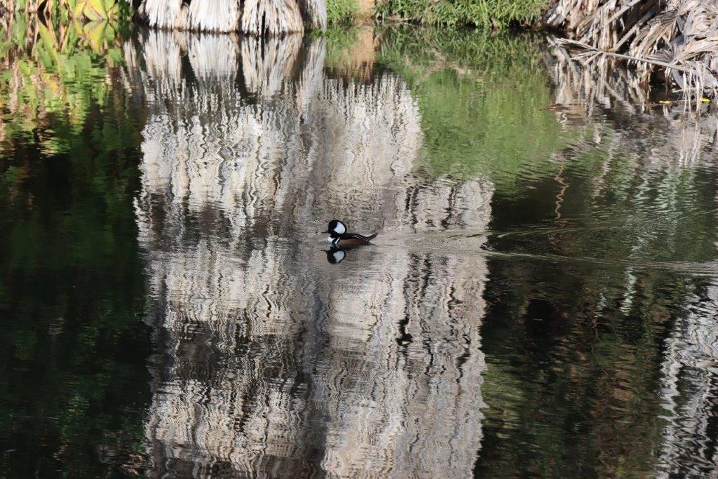 A duck swimming in a lake

Description automatically generated