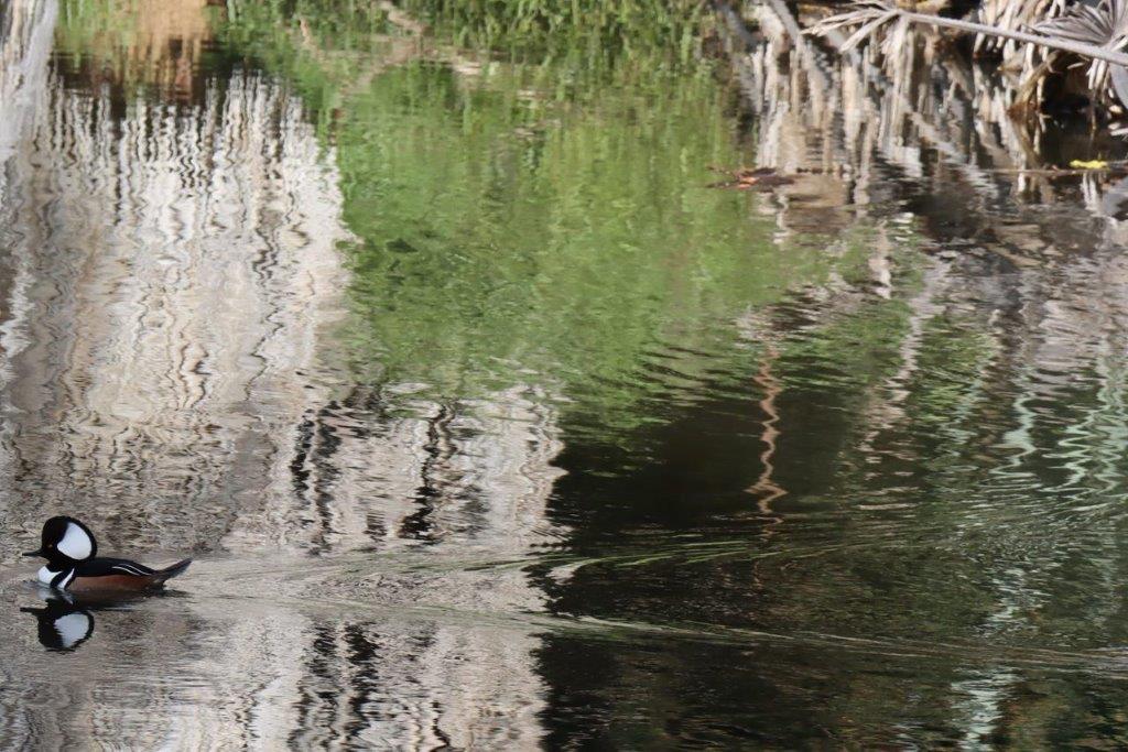 A close-up of a body of water

Description automatically generated