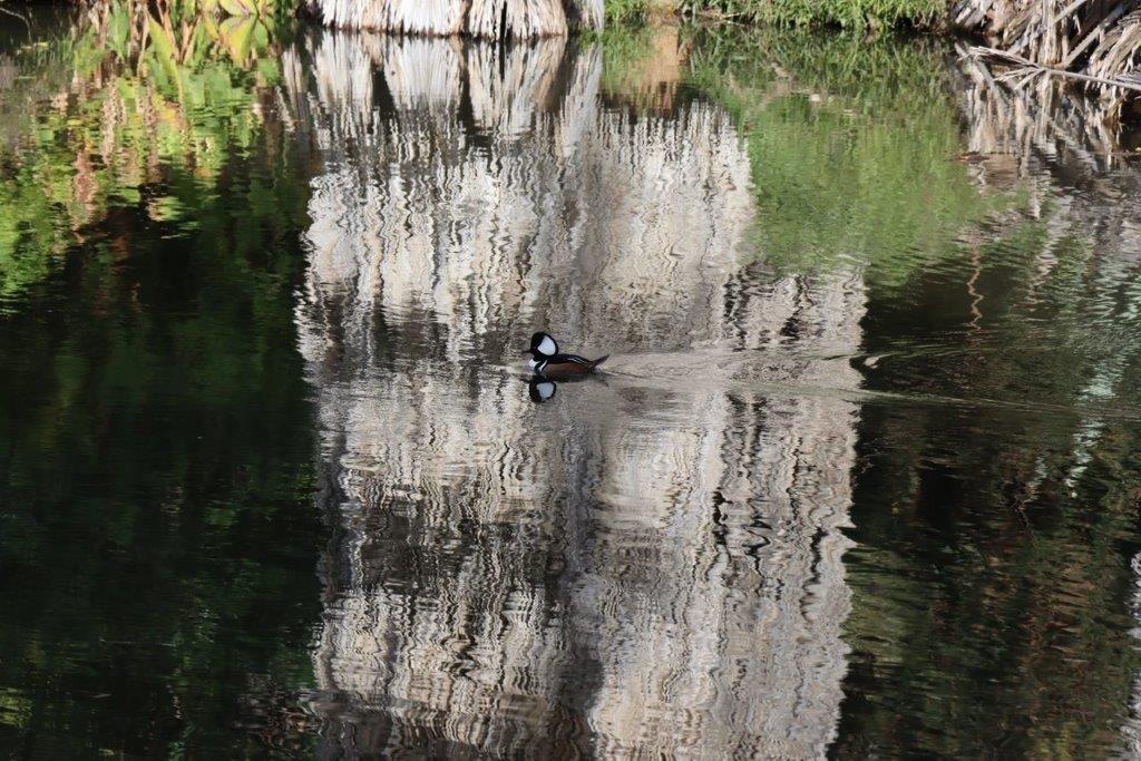 A duck swimming in a pond

Description automatically generated