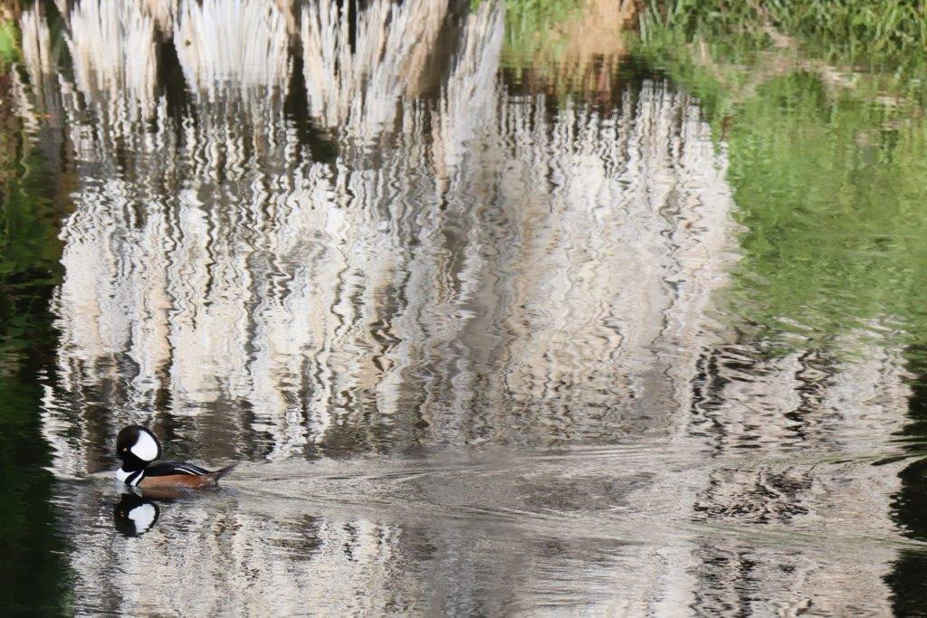 A duck swimming in a pond

Description automatically generated