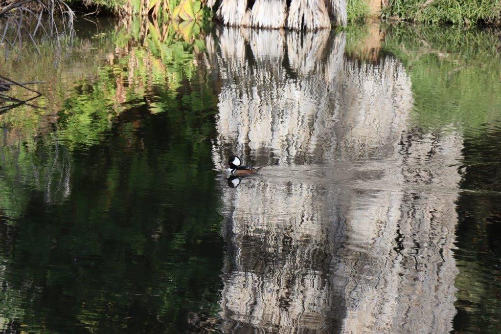 A duck swimming in a pond

Description automatically generated