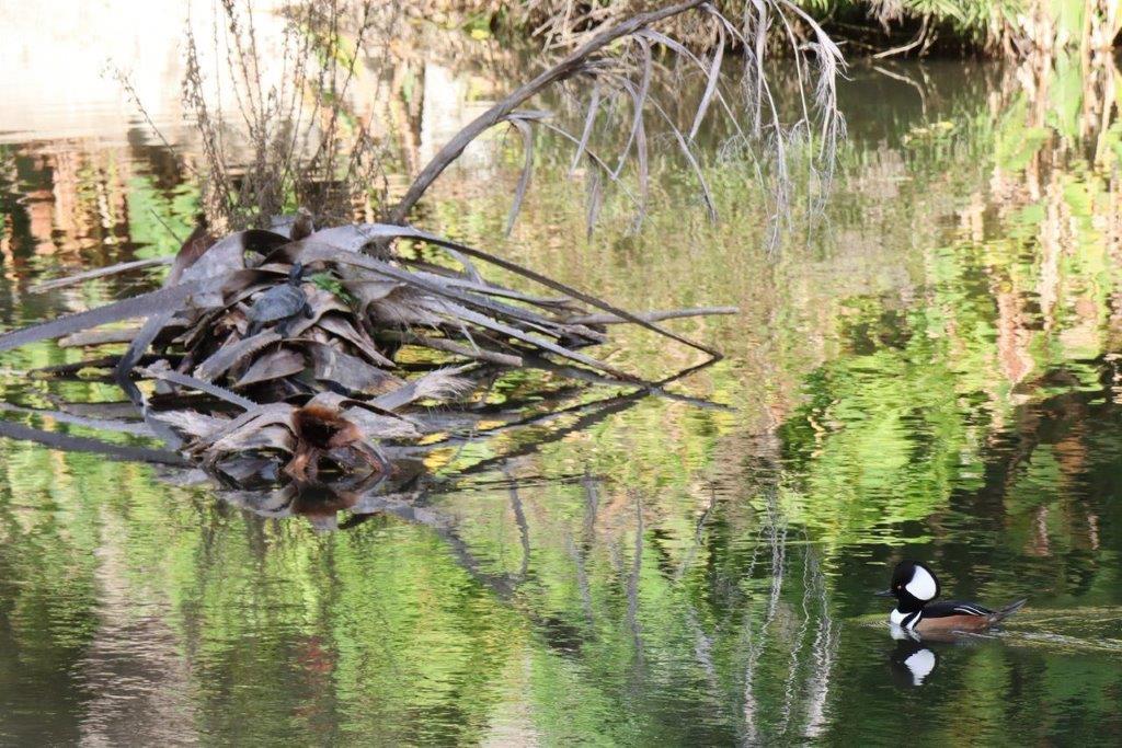 A duck swimming in a pond

Description automatically generated