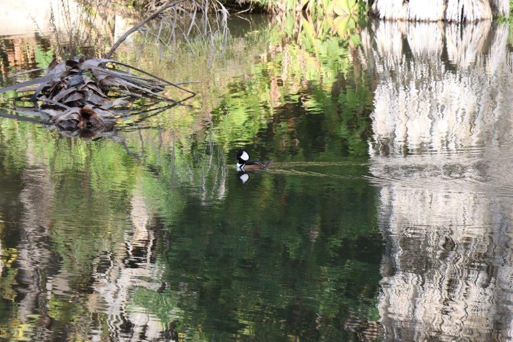 A duck swimming in a pond

Description automatically generated