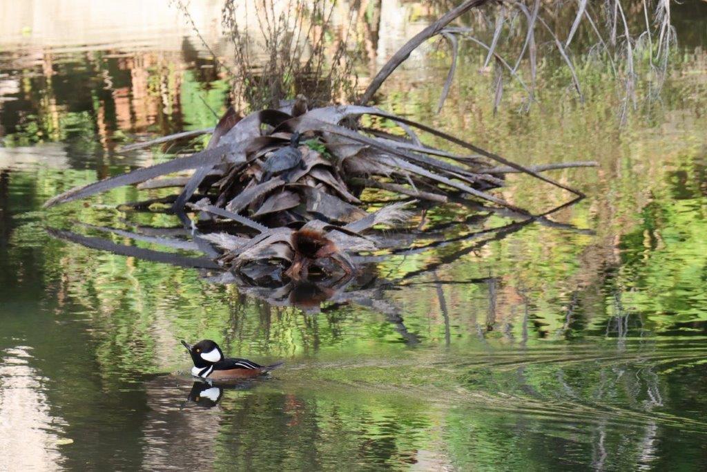 A duck swimming in the water

Description automatically generated