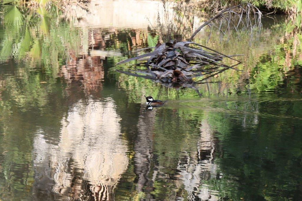 A duck swimming in a pond

Description automatically generated