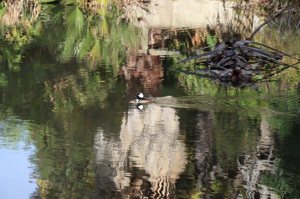 A duck swimming in a pond

Description automatically generated