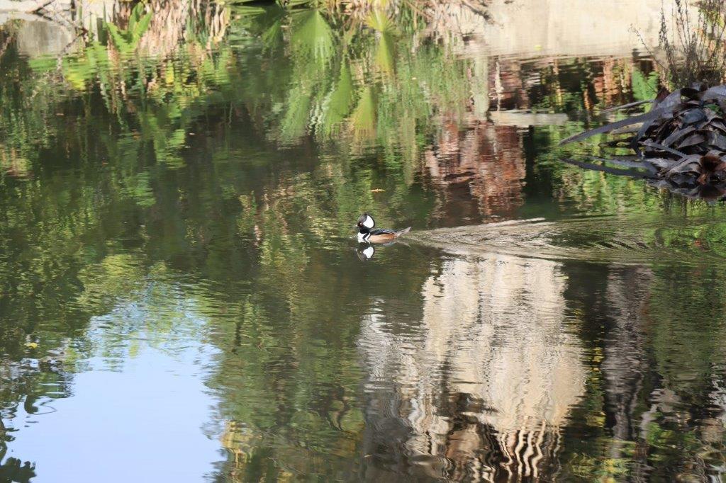 A duck swimming in a pond

Description automatically generated