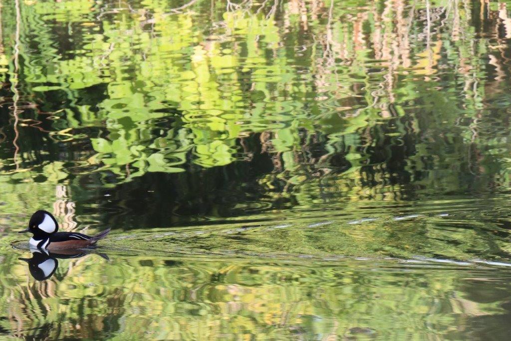 A duck swimming in a pond

Description automatically generated