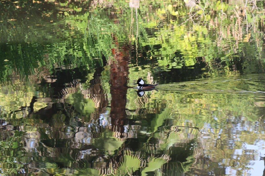 A duck swimming in the water

Description automatically generated
