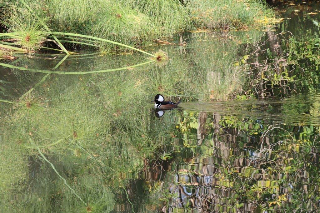A duck swimming in a pond

Description automatically generated