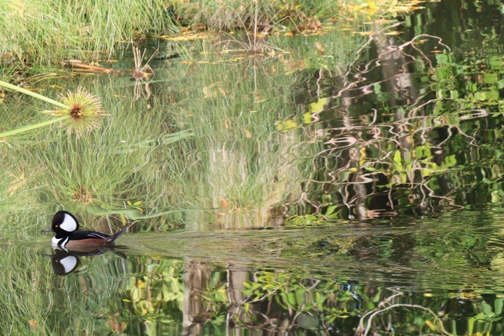 A duck swimming in a pond

Description automatically generated