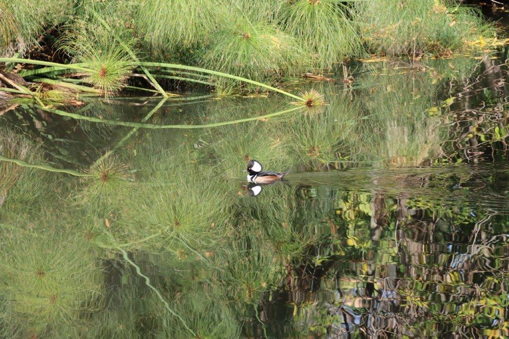 A duck swimming in a pond

Description automatically generated