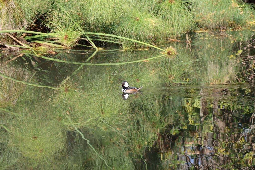 A duck swimming in a pond

Description automatically generated