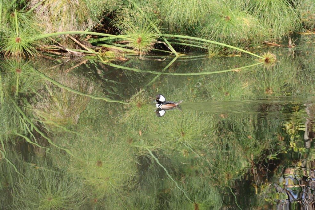 A duck swimming in a pond

Description automatically generated