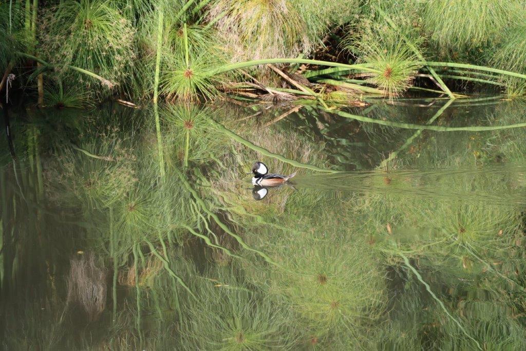 A duck swimming in a pond

Description automatically generated
