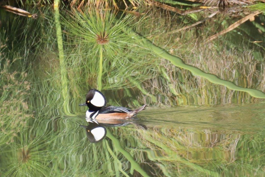 A duck swimming in the water

Description automatically generated