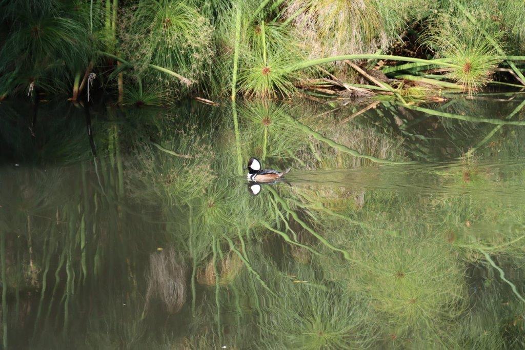 A duck swimming in a pond

Description automatically generated