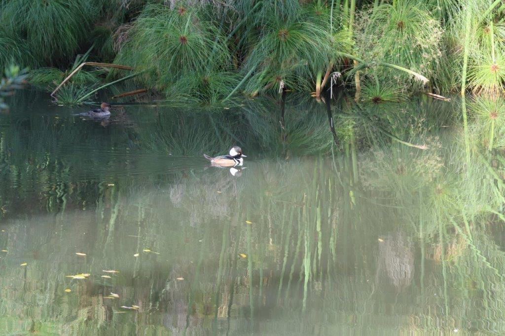 Ducks swimming in a pond

Description automatically generated