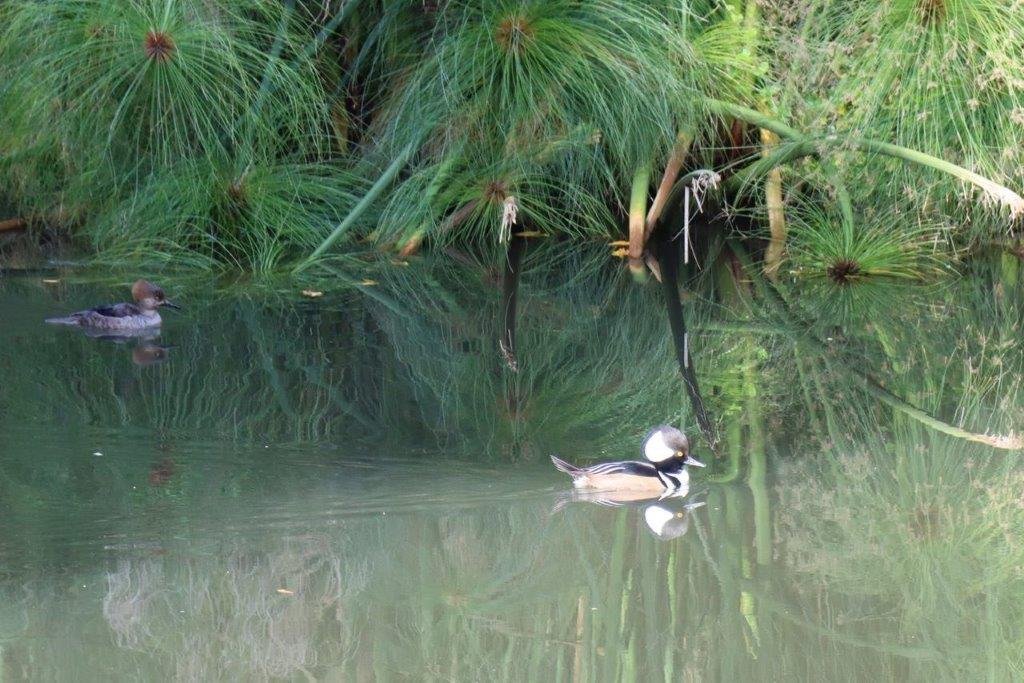 A duck swimming in a pond

Description automatically generated