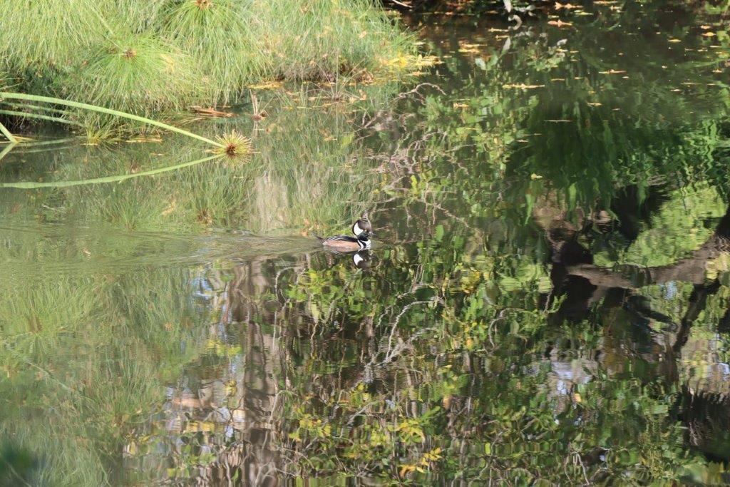 A duck swimming in a pond

Description automatically generated