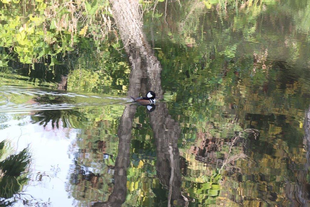 A duck swimming in a pond

Description automatically generated