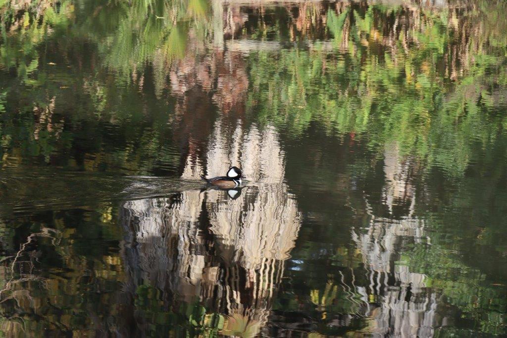 A duck swimming in a pond

Description automatically generated