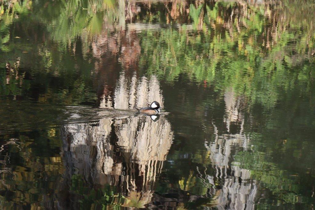 A duck swimming in a pond

Description automatically generated