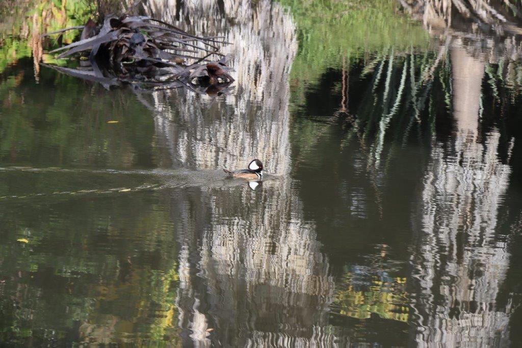 A duck swimming in a lake

Description automatically generated