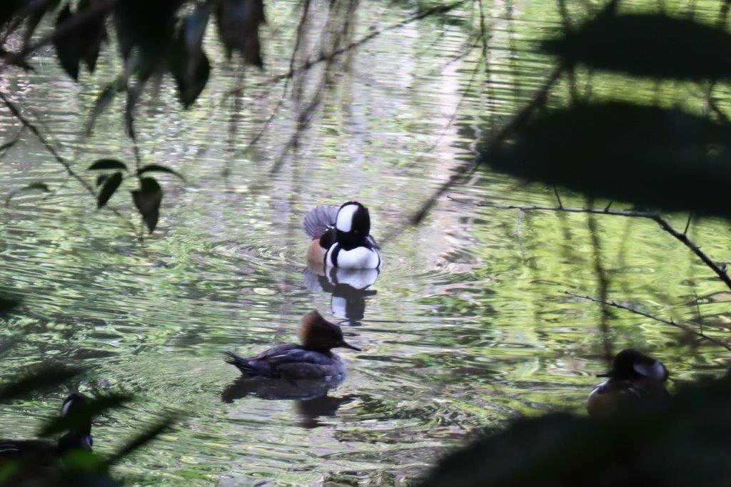 A group of ducks swimming in a pond

Description automatically generated
