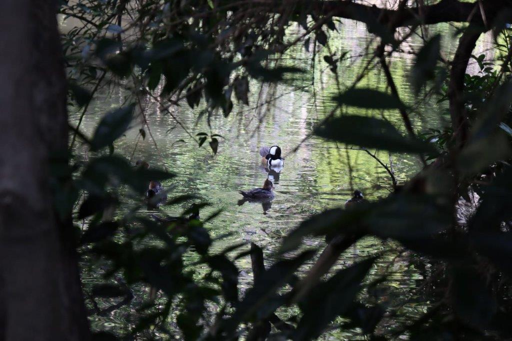 A group of ducks swimming in a lake

Description automatically generated