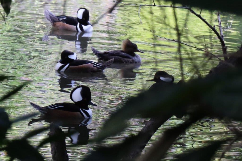 A group of ducks swimming in water

Description automatically generated