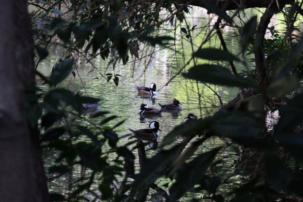 A group of ducks swimming in a pond

Description automatically generated