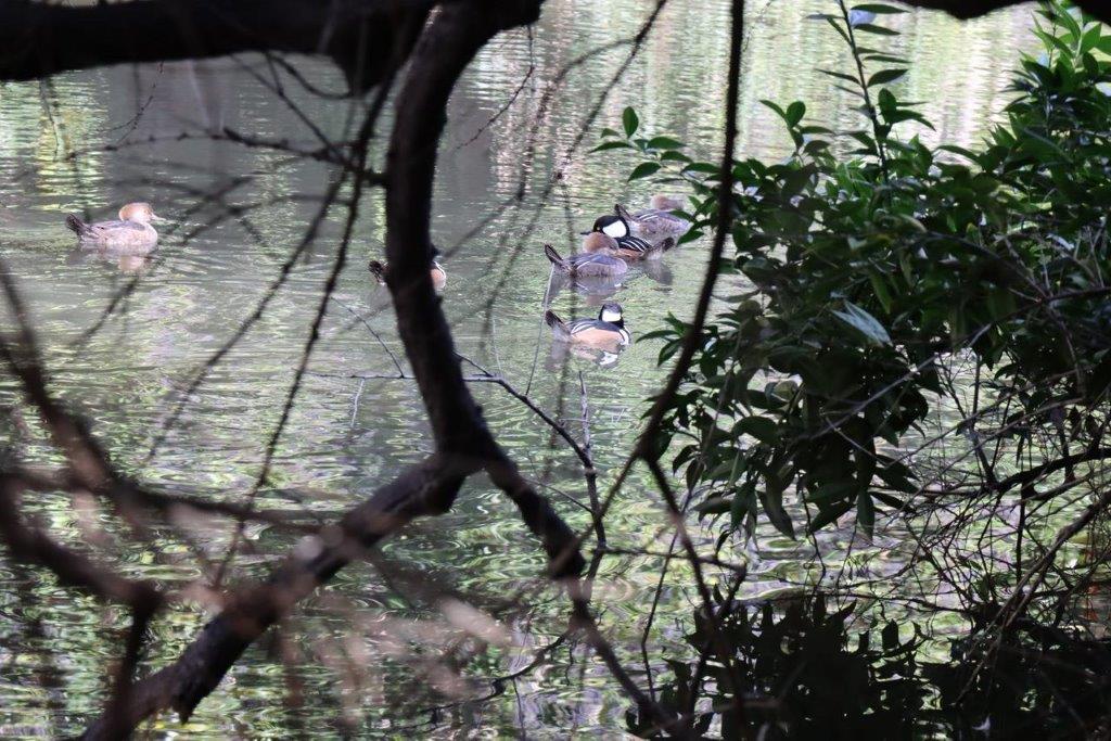 A group of ducks swimming in a pond

Description automatically generated