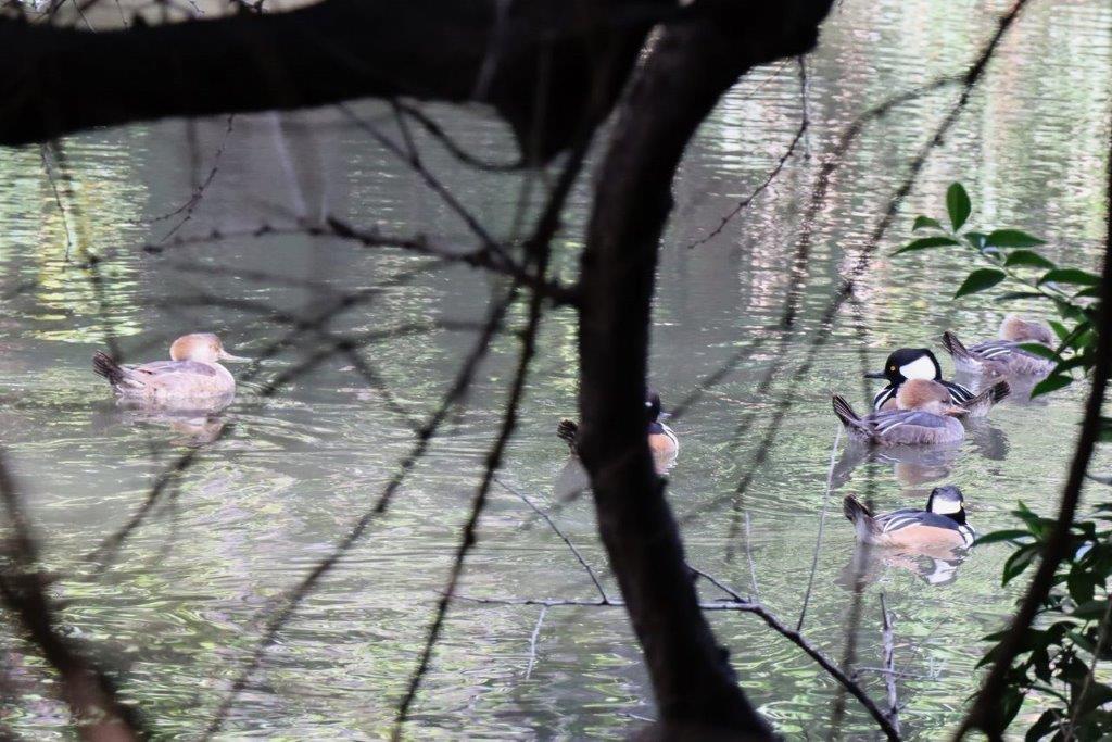 A group of ducks swimming in a pond

Description automatically generated