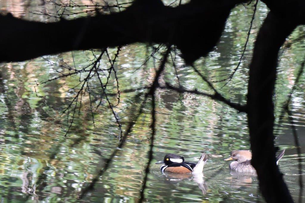A pair of ducks swimming in water

Description automatically generated