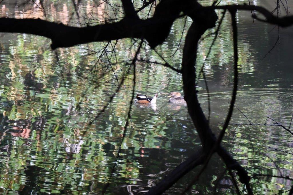A duck swimming in a lake

Description automatically generated