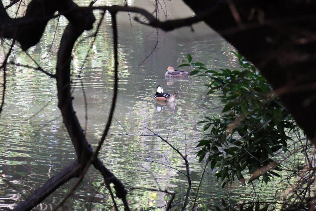 A group of ducks swimming in a pond

Description automatically generated