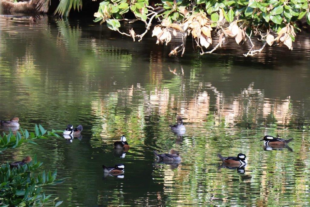 A group of ducks swimming in a pond

Description automatically generated